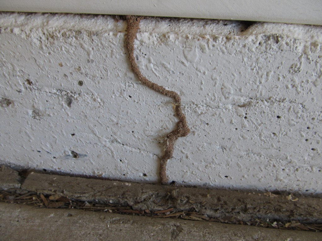 Termites-in-Phoenix