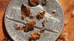 bed-bug-life-stages